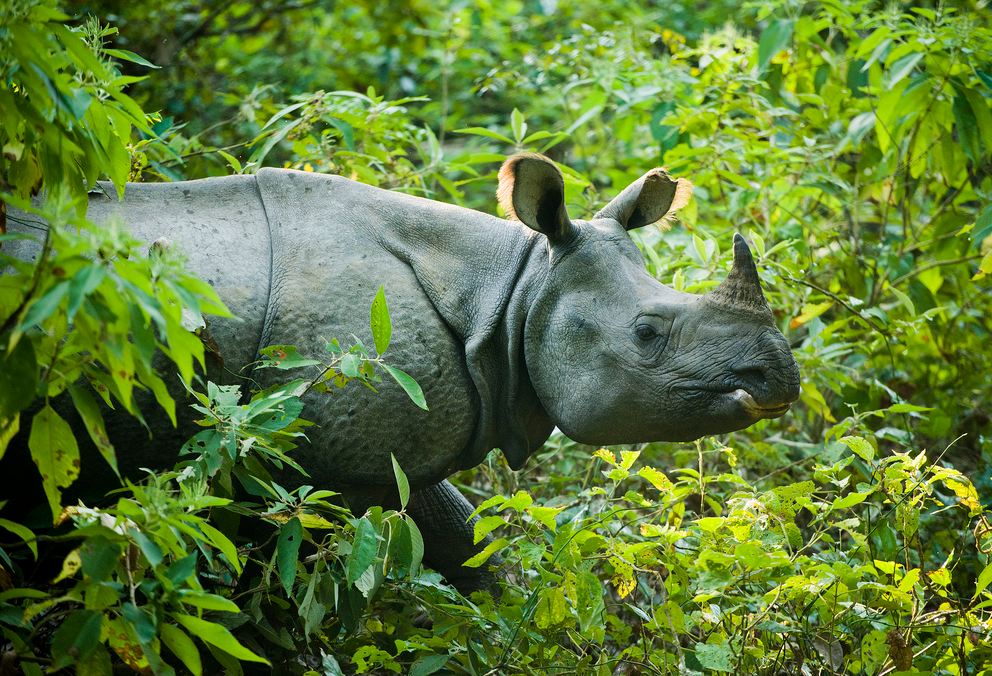 Horned Rhinoceros 