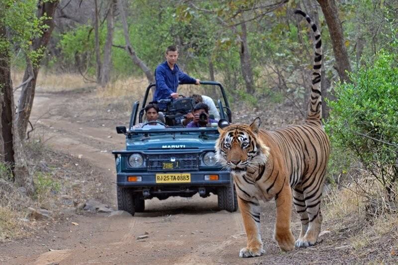 Wildlife Tiger Watching with Travel