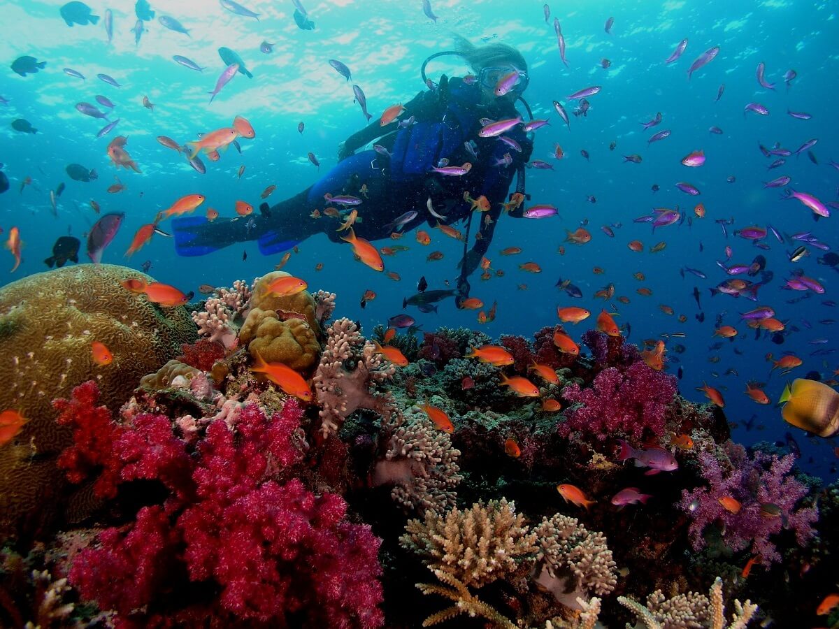 Grande Island Goa Scuba Diving