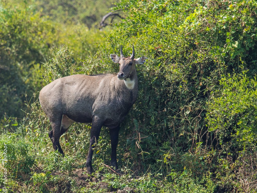 Nilgai at Bharatpur National Park