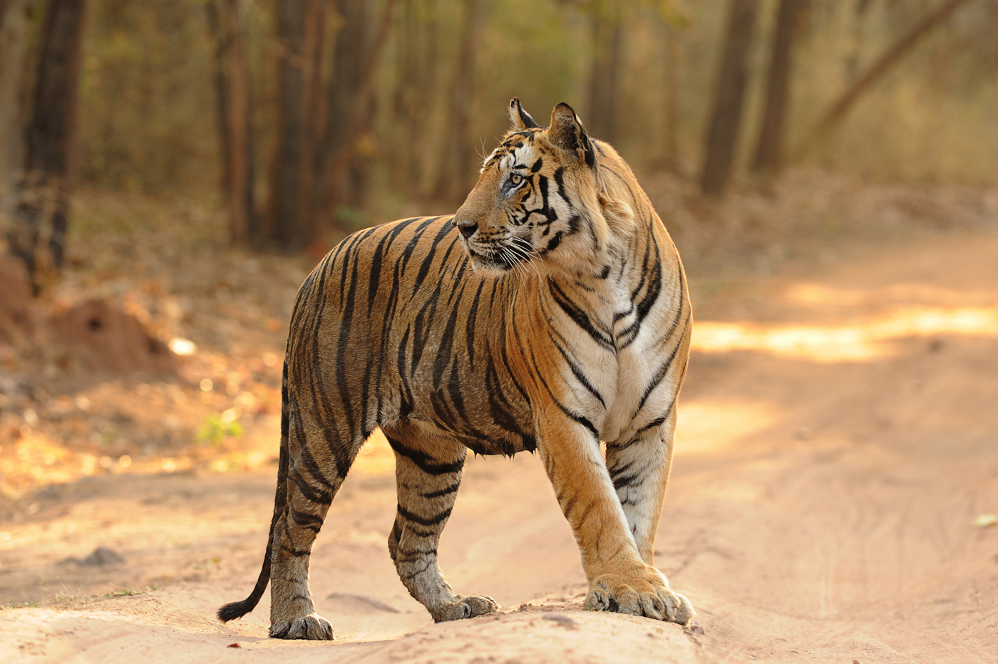 Best Places to See Tigers in India - Spots, Where to See‌