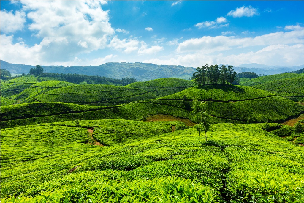 Tea plantations, Munnar, Kerala