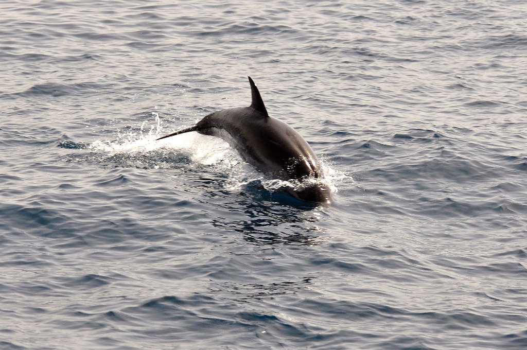 Dolphin cruise in Goa