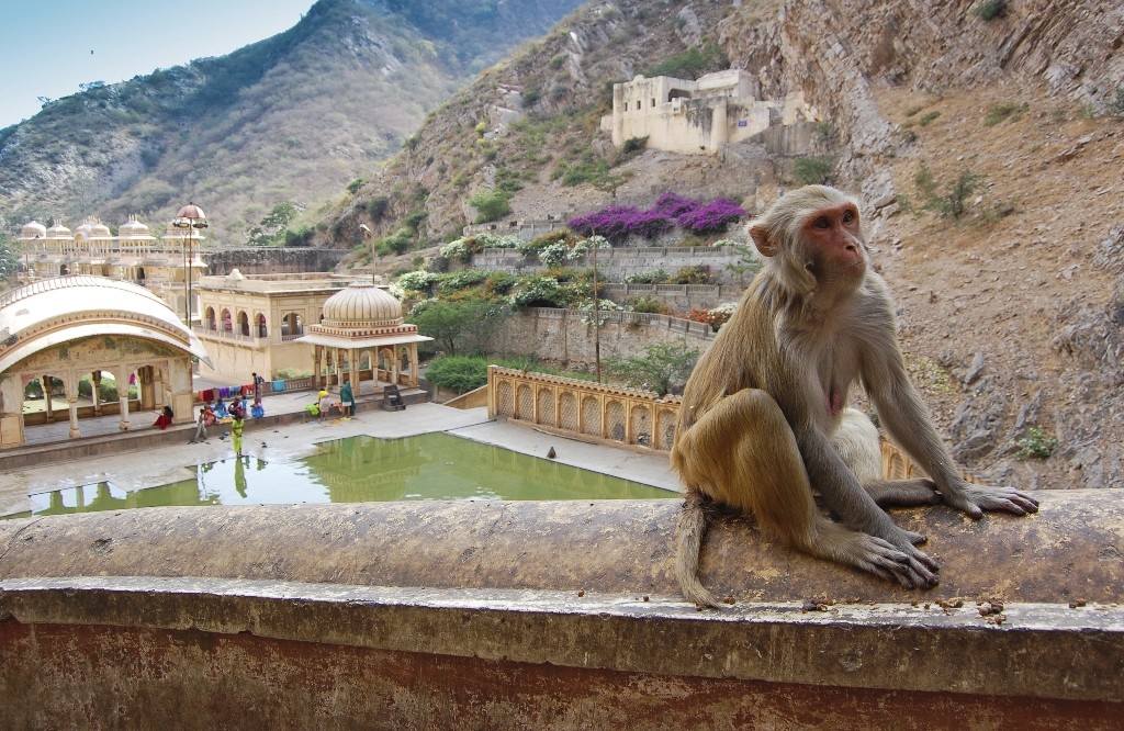 Monkey-temple-Jaipur-1024