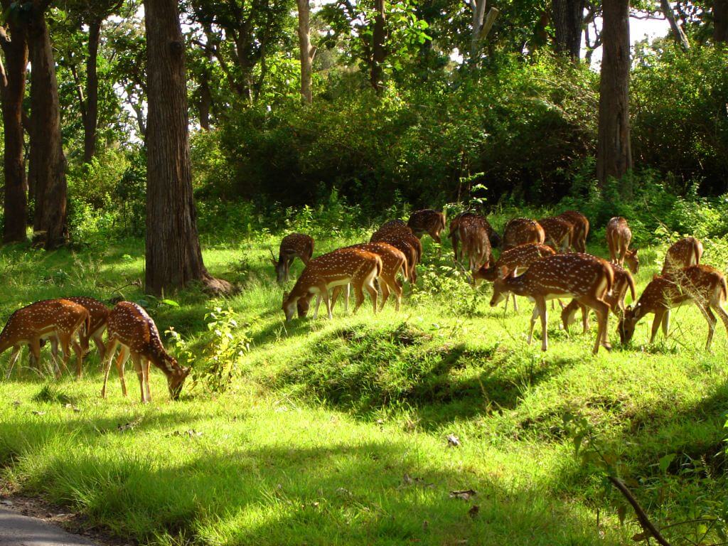 Deer Park Almora
