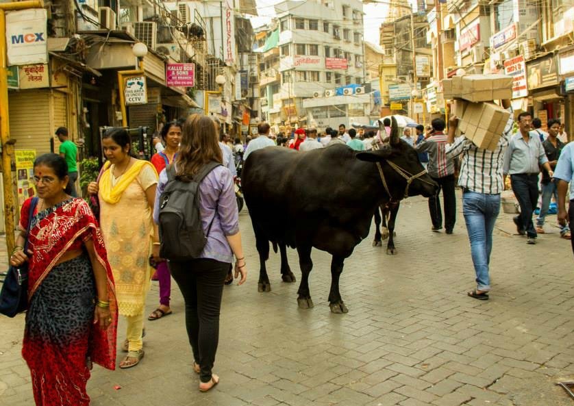Holy Cows in Indian
