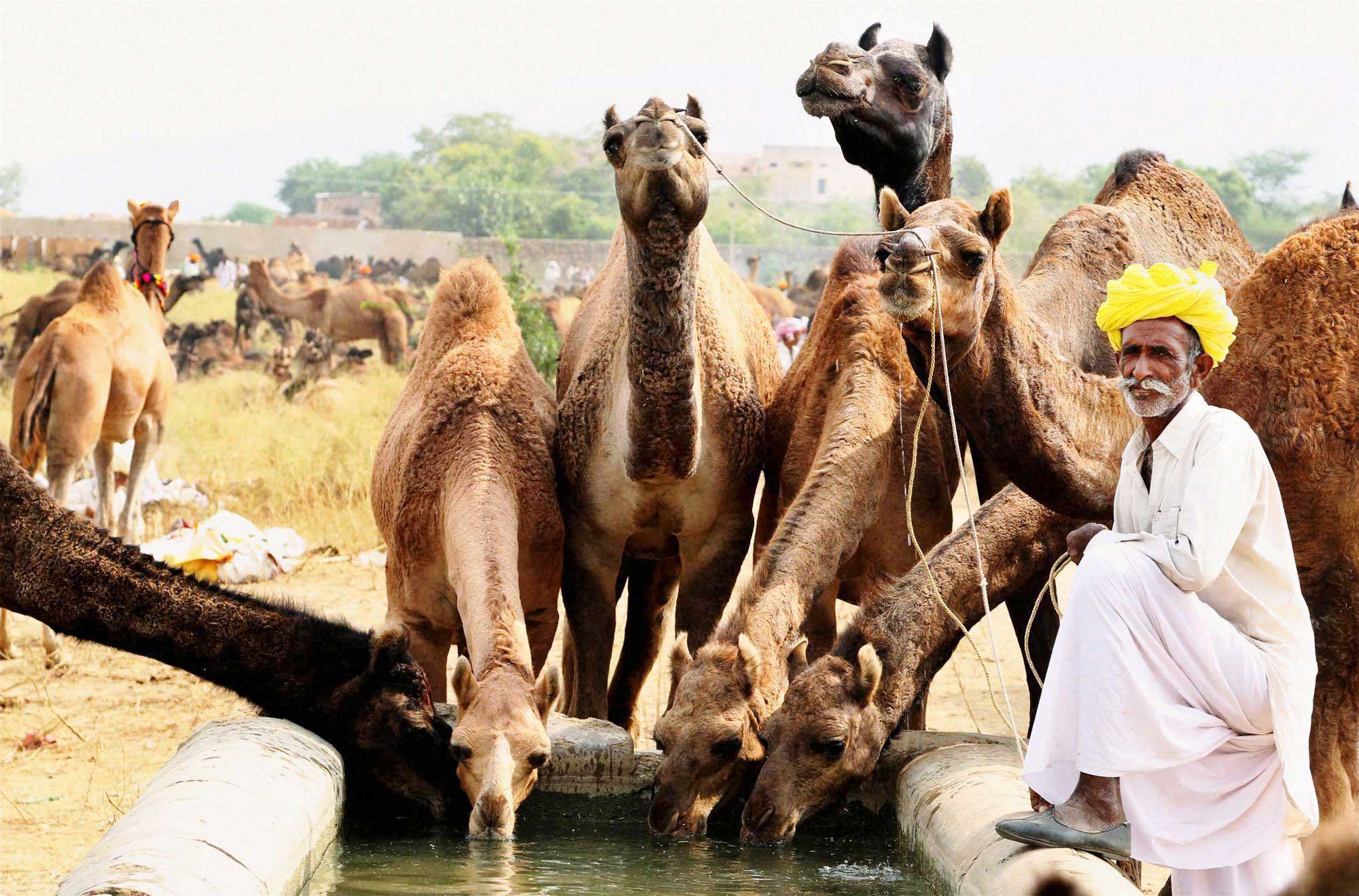 Pushkar-Camel-Fair