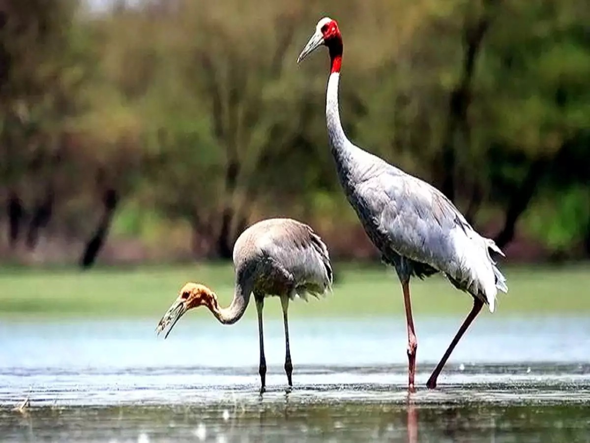 Sur Sarovar Bird Sanctuary Agra