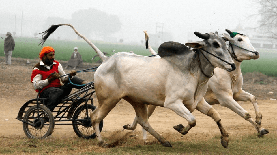Cart Race Punjab