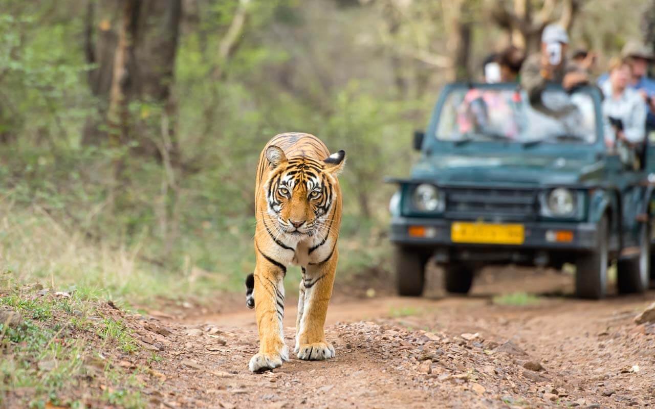 Ranthambhore National Park Safari