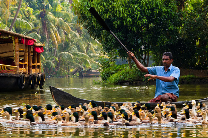 Fisherman in Kerala Backwater