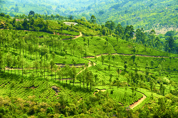 Tea Gardens Munnar