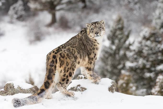 snow-leopard-ladakh