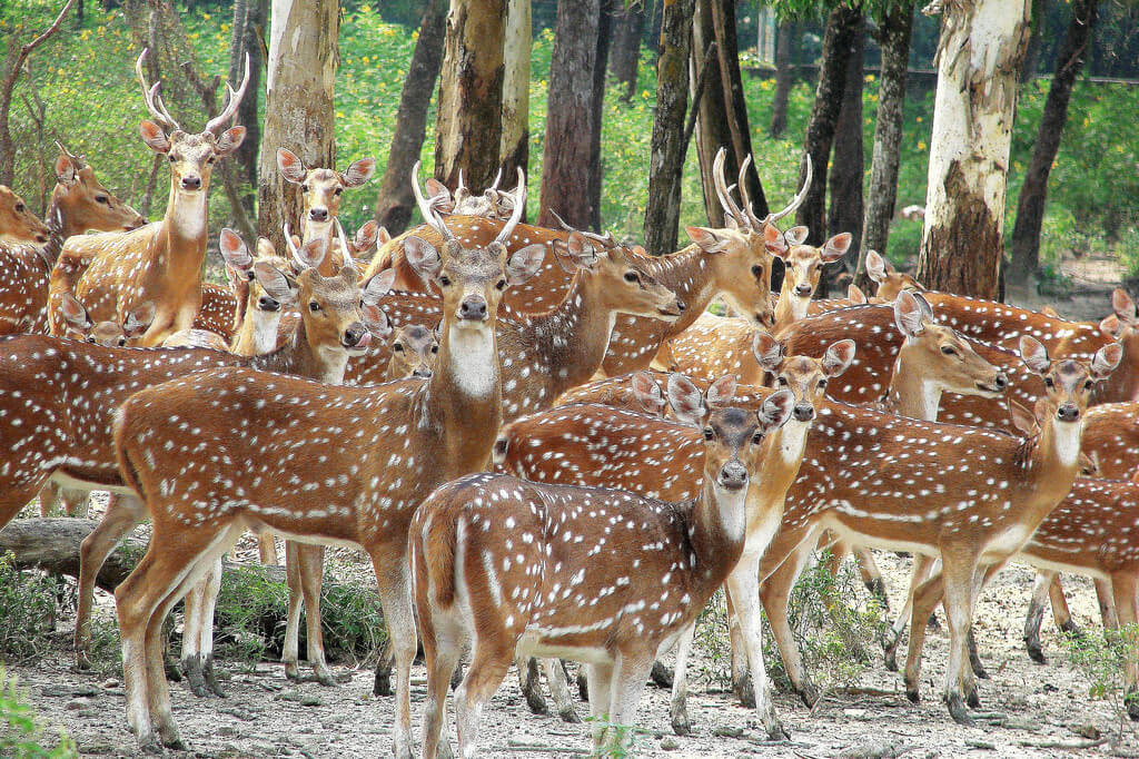 Ballabhpur wildlife sanctuary Birbhum