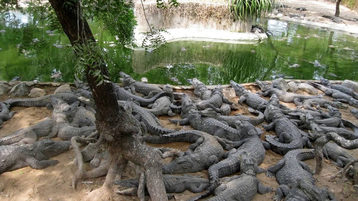 Crocodile Bank Mahabalipuram