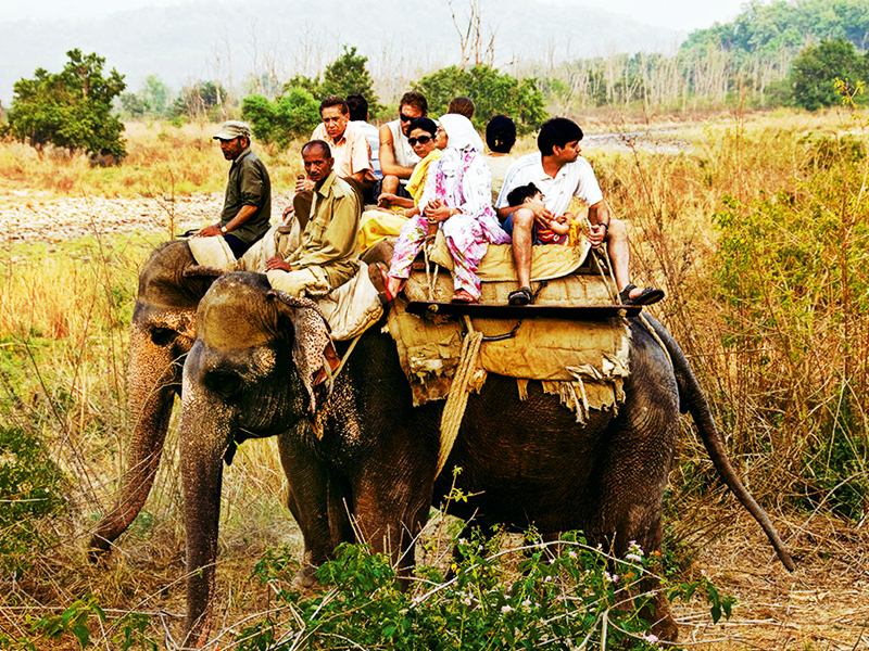 Elephant Safari at Jim Corbett