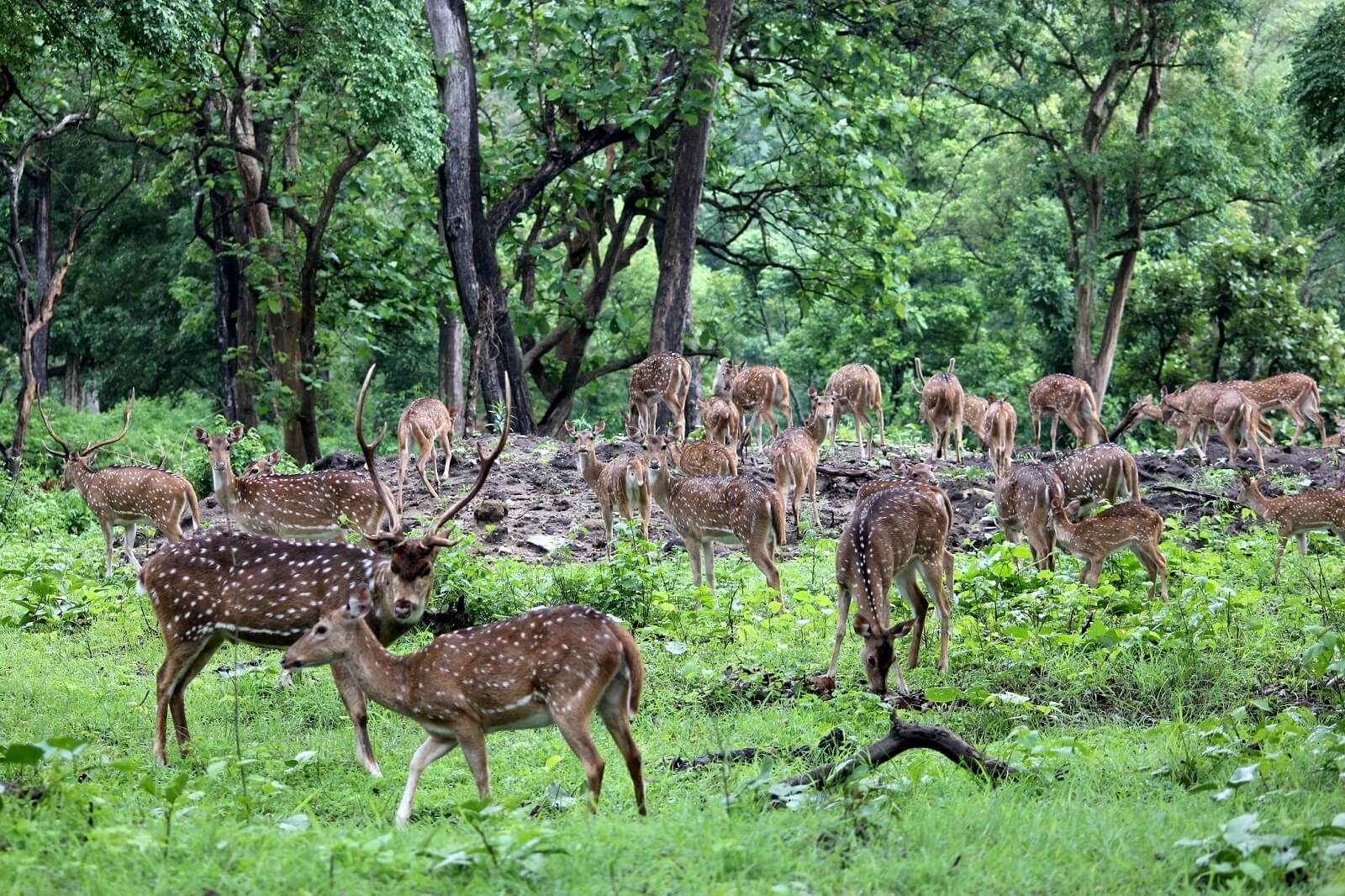 Mudumalai National Park, Karnataka