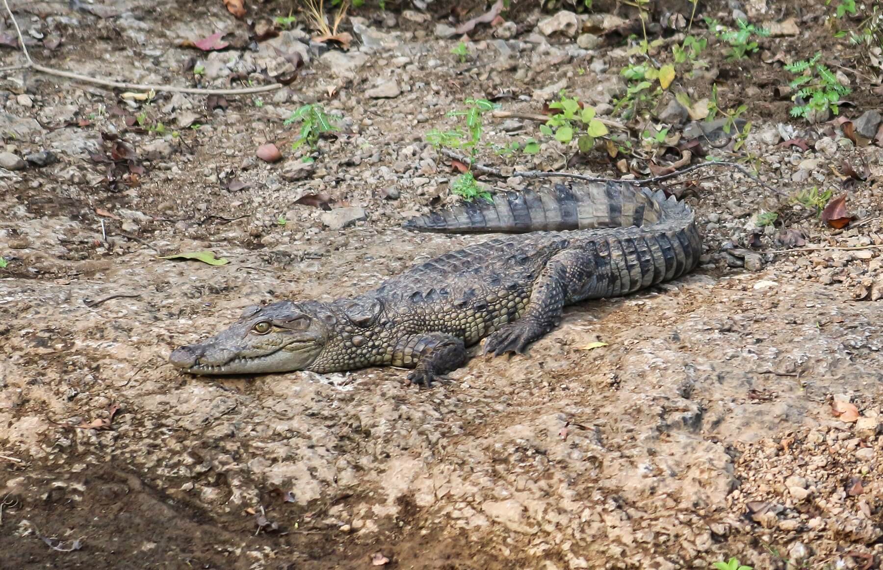 Crocodile at Gir National Park