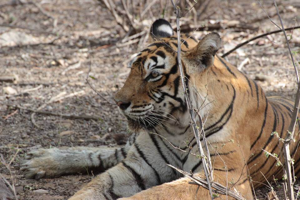 Machali Ranthambore tigress