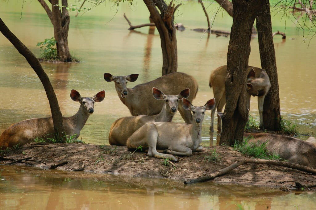 Top National parks and Wildlife sanctuaries in Rajasthan