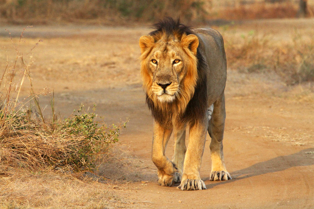 Asiatic Lion Gujarat