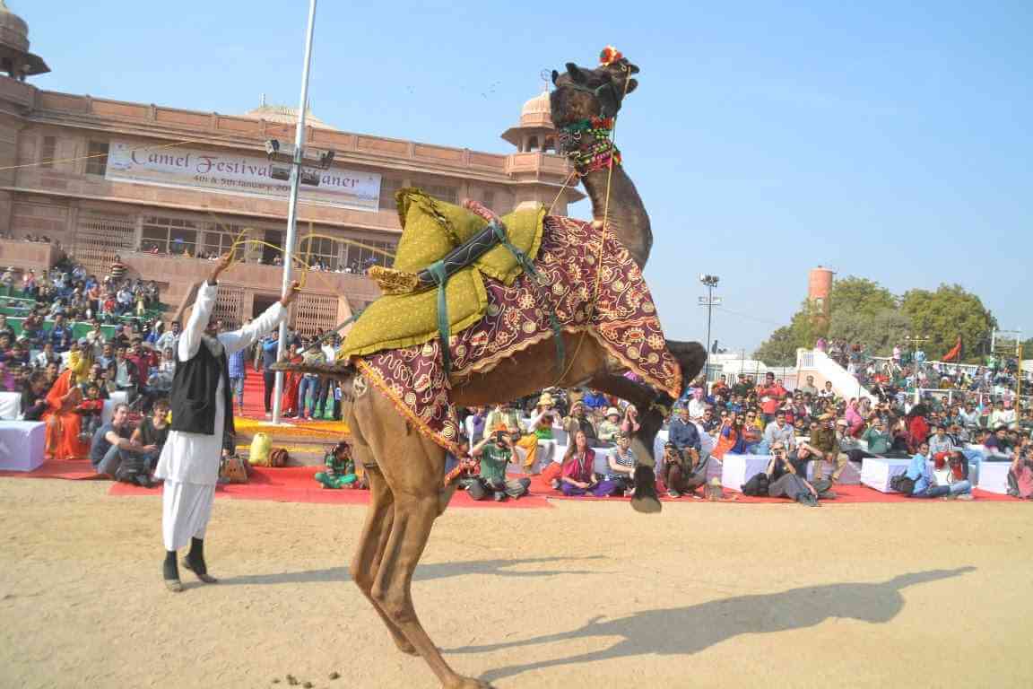 Camel Festival Program