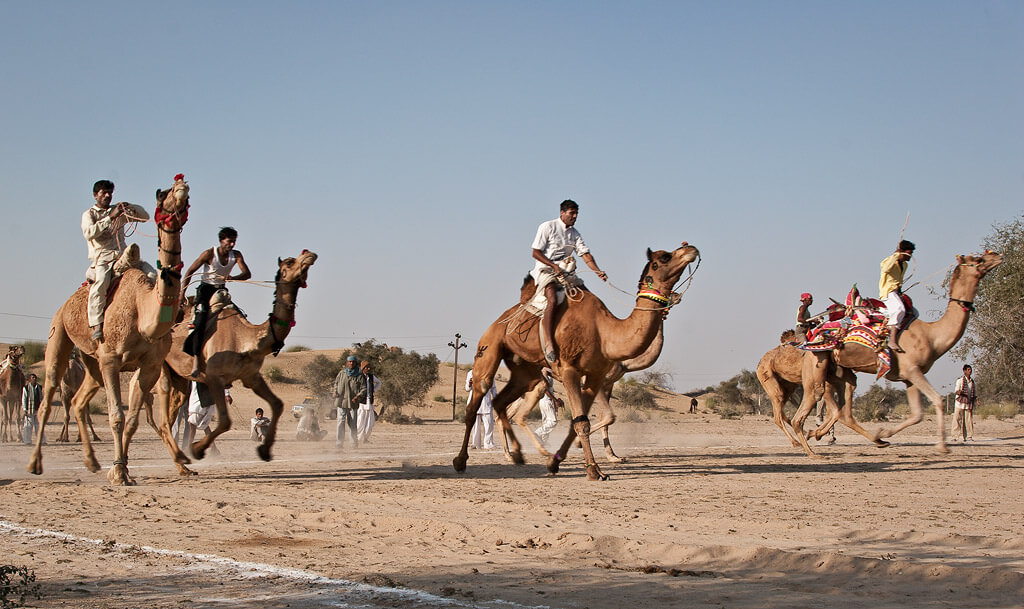 Camel Race Bikaner Festival