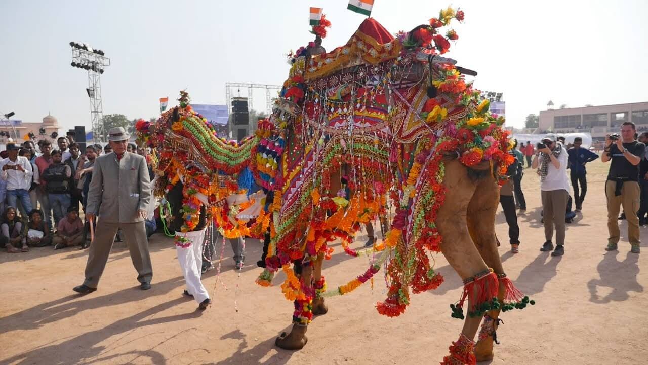 Decorated Camel Bikaner Festival