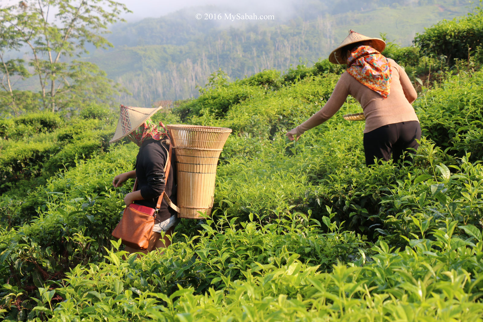 Tea plantations of Munnar