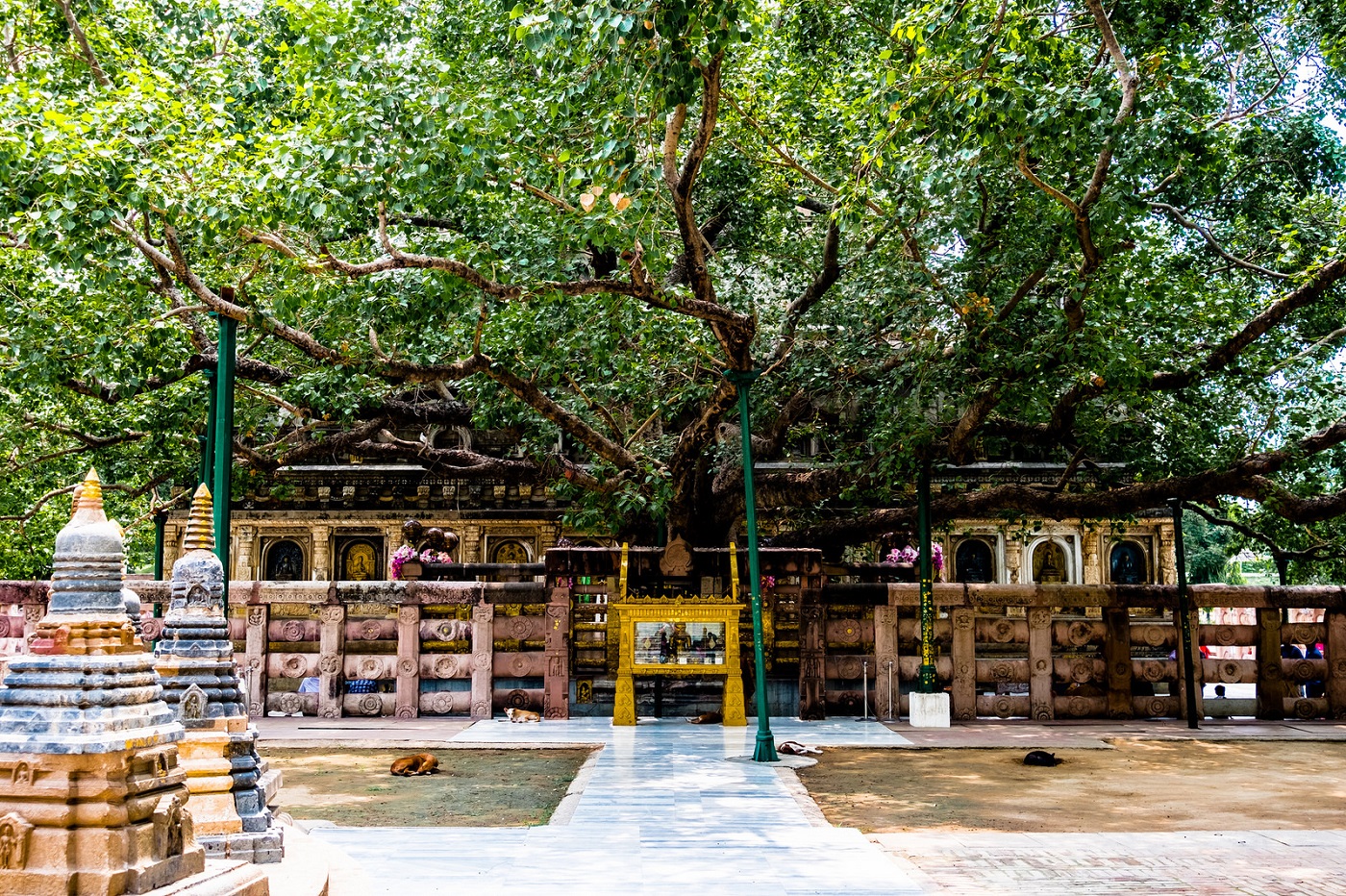 Bodhi Tree at Mahabodhi Temple