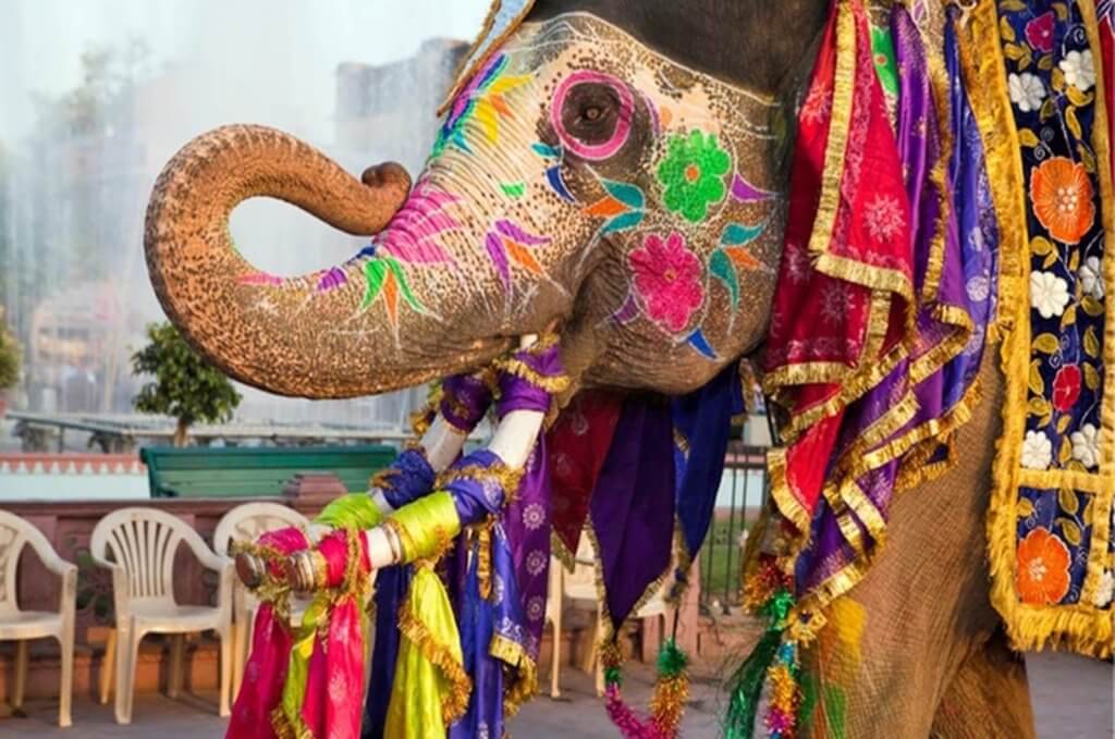 Elephants in colors -Jaipur Holi Festival