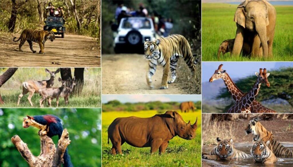 Famous Wild Life Places in India