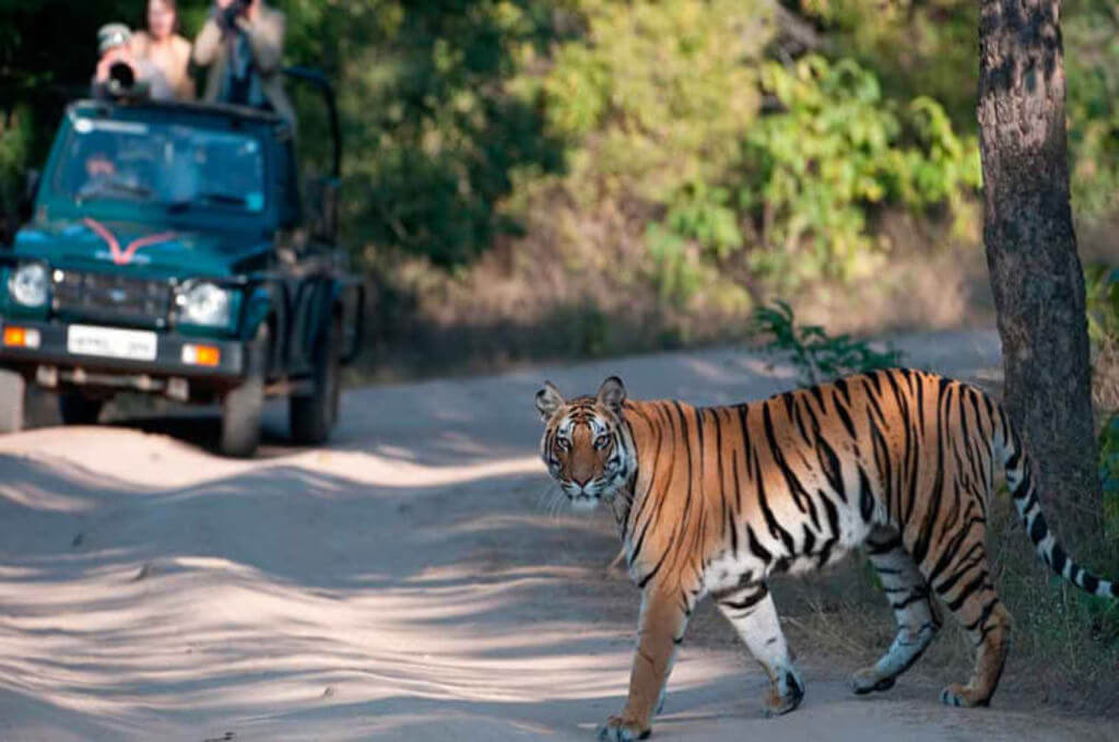 Bandhavgarh National Park Tiger Safari, Madhya Pradesh)