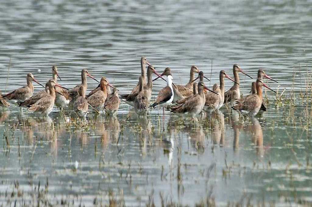 Sultanpur Bird Sanctuary Haryana