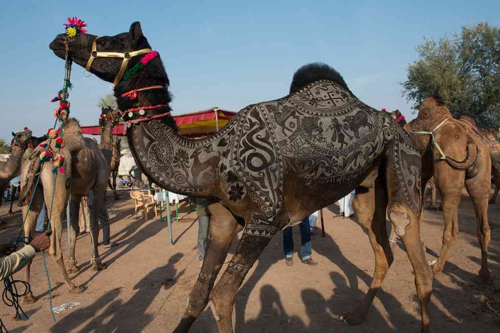 Camel Beauty at Nagaur Cattle Fair