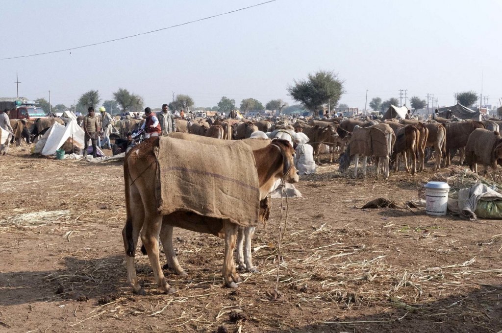 Nagaur Cattle Fair 2021 - Second Largest Cattle Far of India
