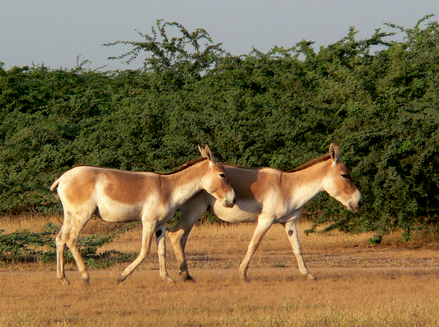 Kutch desert wildlife sanctuary