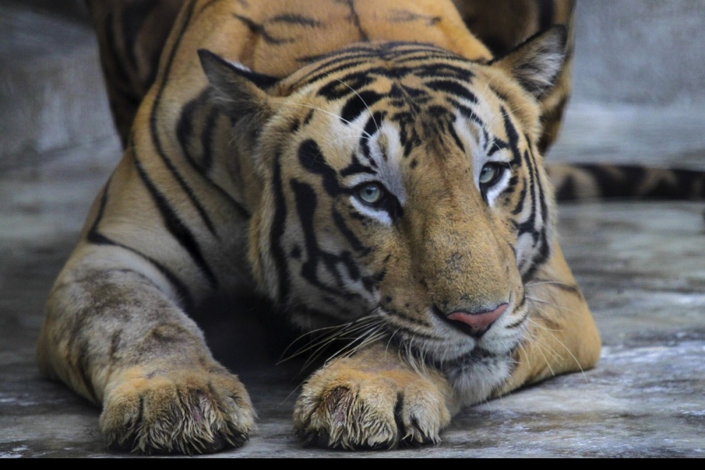 Anamalai Tiger Reserve