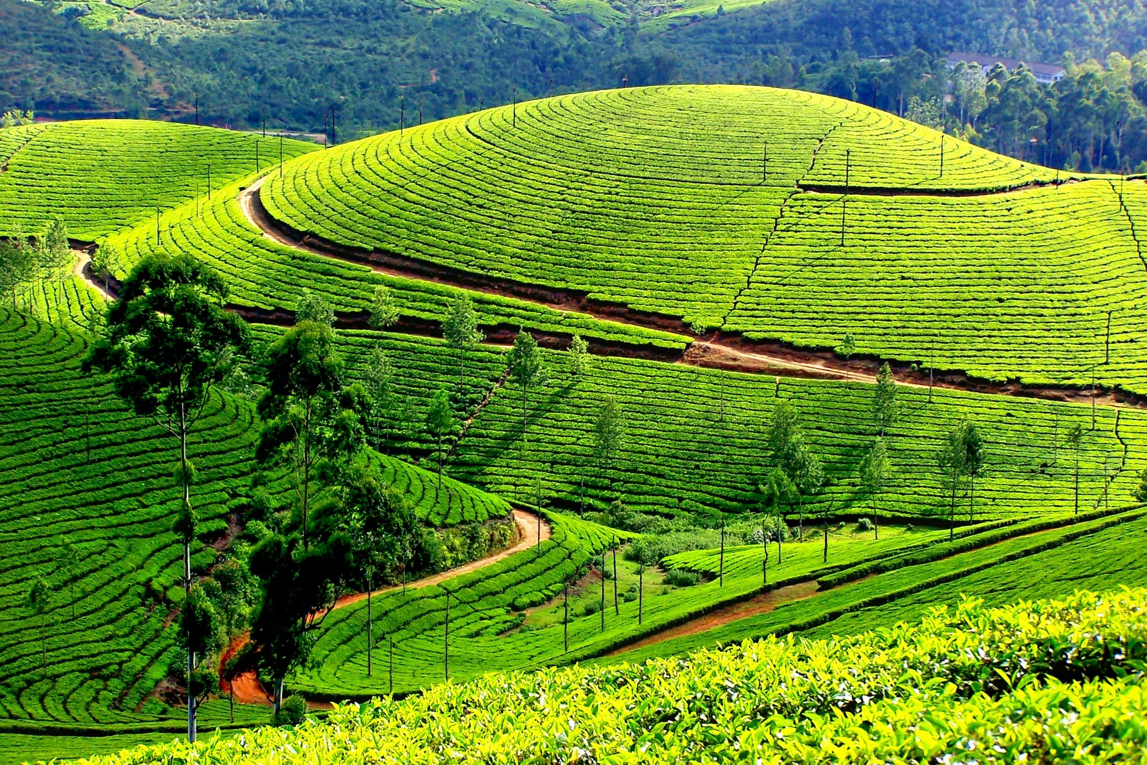 Best of Kerala (Munnar - Periyar - Kumarakom Kovalam)