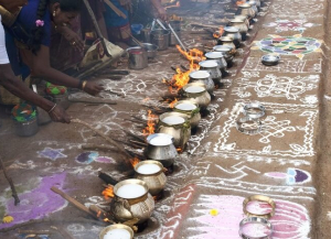 Pongal Festival - Tamil Harvest Festival of South India