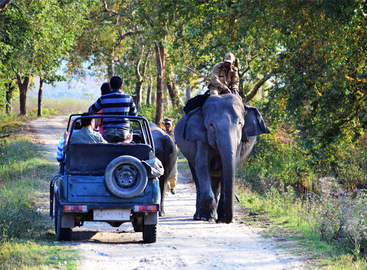 30 Famous Wildlife Sanctuaries in North East India - National Parks