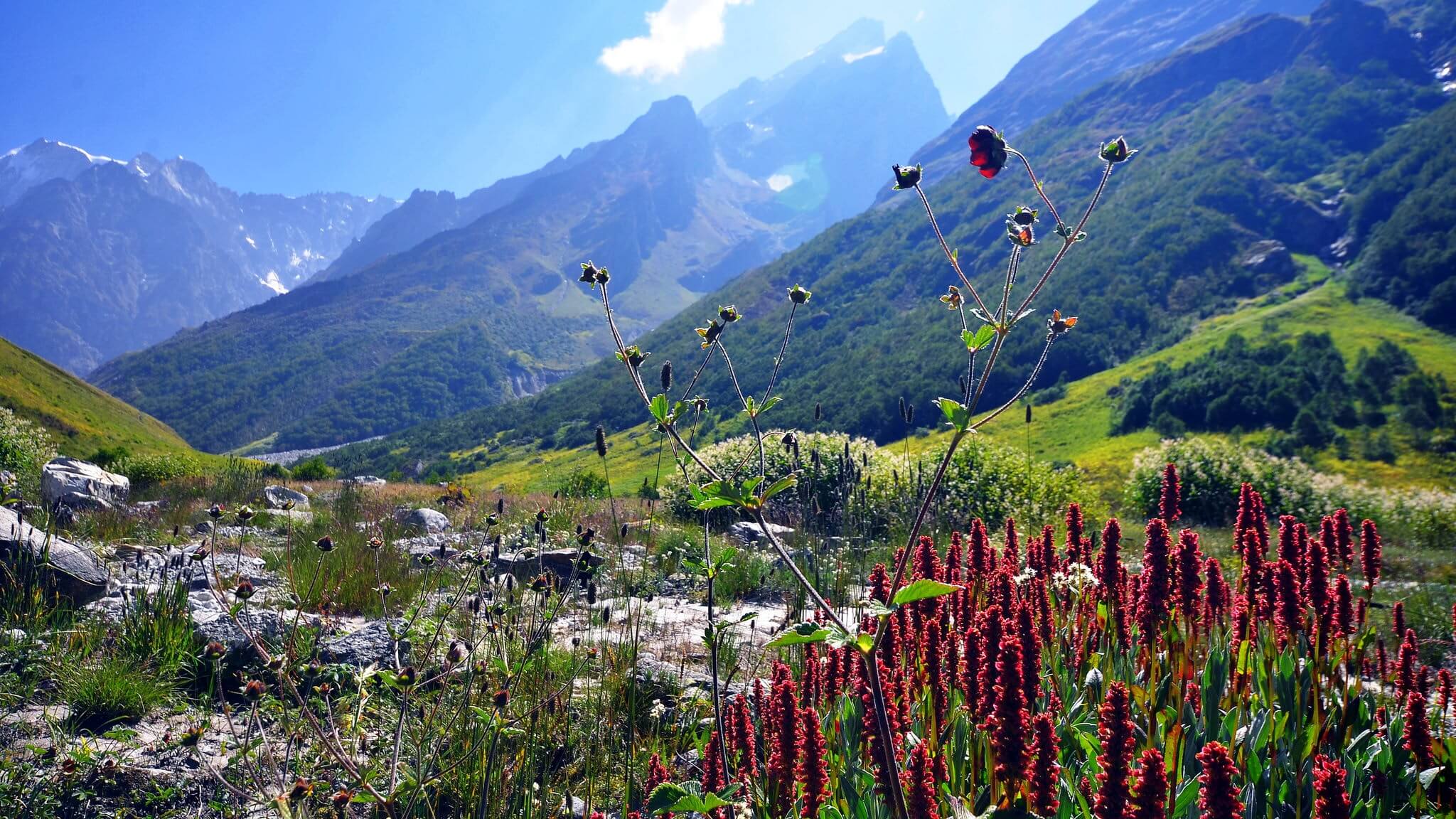 Valley of flowers tour 